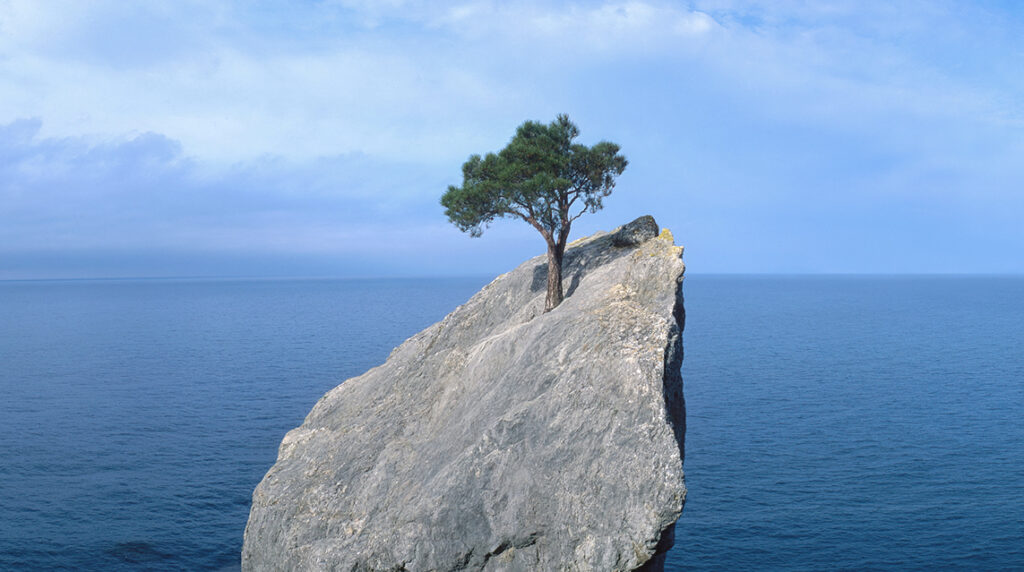 A lone tree grows from a rock with resilience.